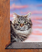 CAT 01 RK0378 02
Head Shot Of Siberian Cat Peeking Sunset Studio