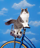 CAT 01 RK0386 03
Gray And White Cat Standing In Bike Basket Studio