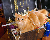 CAT 01 RK0400 05
Orange Cat Sitting In Jewerly Box