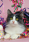 CAT 01 RK0403 02
Head Shot Of Gray And White Cat Laying With Party Decorations Pink Seamless Studio