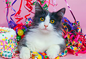 CAT 01 RK0403 09
Head Shot Of Gray And White Cat Laying With Party Decorations Pink Seamless Studio