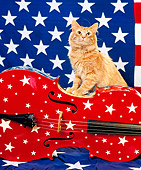 CAT 01 RK0413 06
Orange American Longhair Standing On Top Of Cello American Flag Background