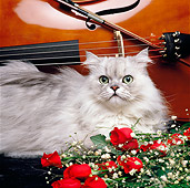 CAT 01 RK0442 03
Shaded Silver Persian Laying By Red Roses And Cello