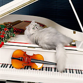 CAT 01 RK0443 11
Persian Shaded Silver Laying On White Piano Next To Red Roses And Violin