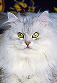 CAT 01 RK0450 10
Head Shot Of Persian Shaded Silver