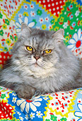 CAT 01 RK0455 14
Persian Black Smoke On Flower Quilt