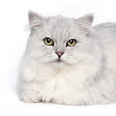 CAT 01 RK0481 01
Head Shot Of Shaded Silver Persian On White Seamless Studio