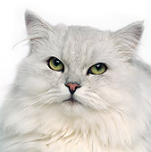 CAT 01 RK0481 09
Head Shot Of Shaded Silver Persian On White Seamless Studio
