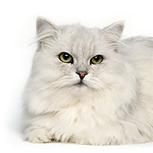 CAT 01 RK0481 10
Head Shot Of Shaded Silver Persian On White Seamless Studio