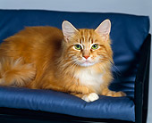 CAT 01 RK0514 01
Close-Up Of Longhair Orange Tabby Laying On Blue Couch