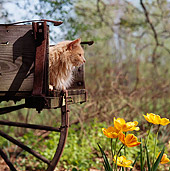 CAT 01 RS0009 01
Profile Head Shot Of Buff Cat Laying In Wagon