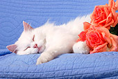 CAT 01 SJ0002 01
Longhair White Cat Sleeping On Blue Blanket By Roses
