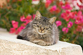 CAT 01 WF0001 01
House Cat Resting On White Cement Wall By Pink Flowers