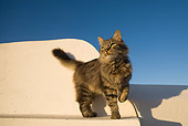 CAT 01 WF0002 01
Tabby Cat Standing On White Wall With Paw Raised