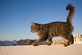CAT 01 WF0003 01
Tabby Cat Balancing On White Wall