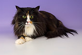 CAT 01 AL0002 01
Portrait Of Norweigian Forest Cat Tortie And White Studio
