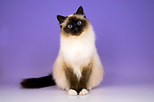 CAT 01 AL0003 01
Portrait Of Birman Seal Point Cat Studio