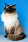 CAT 01 AL0004 01
Portrait Of Ragdoll Seal Colorpoint Studio