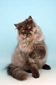 CAT 01 AL0005 01
Portrait Of Persian Black Smoke Cat Studio