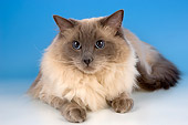 CAT 01 AL0006 01
Portrait Of Ragdoll Seal Point Studio