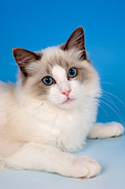 CAT 01 AL0007 01
Portrait Head Shot Of Ragdoll Bi Color Studio