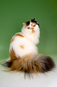 CAT 01 AL0008 01
Portrait Of Persian Van Tortie And White Cat Studio