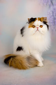 CAT 01 AL0010 01
Portrait Of Persian Van Tortie And White Studio