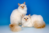 CAT 01 AL0012 01
Portrait Of Birman Red Cats Studio