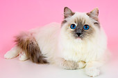 CAT 01 AL0014 01
Birman Blue Point Laying On Seamless Studio