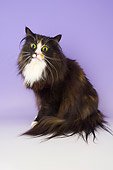 CAT 01 AL0015 01
Norwegian Forest Black Tortie And White Sitting On Seamless Studio