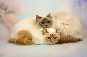 CAT 01 AL0016 01
Birman Blue And Lilac Tabby Point Kittens Laying Studio