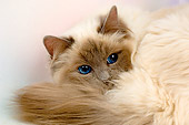 CAT 01 AL0017 01
Head Shot Of Birman Blue Point