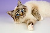 CAT 01 AL0018 01
Birman Seal Tabby Point Laying On Seamless Studio