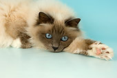 CAT 01 AL0020 01
Head Shot Of Birman Blue Point Laying On Seamless Studio