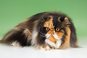 CAT 01 AL0021 01
Persian Tortie And White Laying On Seamless Studio
