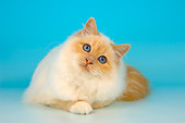 CAT 01 AL0022 01
Birman Cream Point Laying On Seamless Studio
