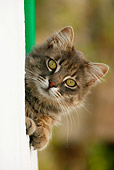 CAT 01 KH0010 01
Longhair Gray Tabby Greek Island Cat Peeking Out Of Window