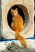 CAT 01 KH0013 01
Longhair Orange Tabby Greek Island Cat Sitting In Cement Hole