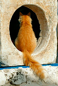 CAT 01 KH0014 01
Longhair Orange Tabby Greek Island Cat Sitting In Cement Hole Rear