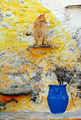 CAT 01 KH0015 01
Longhair Orange Tabby Greek Island Cat Sitting On Step In Cement Wall