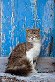 CAT 01 KH0021 01
Longhair Gray And White Tabby Greek Island Cat Sitting By Blue Wooden Door