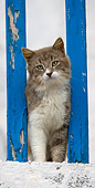 CAT 01 KH0022 01
Longhair Gray And White Tabby Greek Island Cat Peeking Through Blue Wooden Balcony Rails