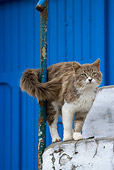 CAT 01 KH0023 01
Longhair Gray And White Greek Island Cat Standing On White Stairs Tail Wrapped Around Pole
