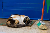 CAT 01 KH0025 01
Calico Greek Island Cat Sleeping By Door And Broom