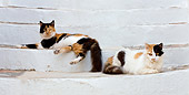 CAT 01 KH0027 01
Two Calico Greek Island Cats Laying On White Stairs
