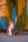 CAT 01 KH0028 01
Gray Tabby And White Greek Island Cat Sitting On Pavement