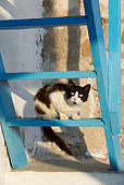 CAT 01 KH0029 01
Black And White Greek Island Cat Sitting On Blue Ladder