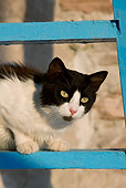 CAT 01 KH0030 01
Close-Up Of Black And White Greek Island Cat Sitting On Blue Ladder
