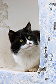 CAT 01 KH0031 01
Close-Up Of Black And White Greek Island Cat Sitting In Alcove