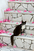 CAT 01 KH0033 01
Black And White Greek Island Cat Sitting On Stone Stairs By Pink Flowers